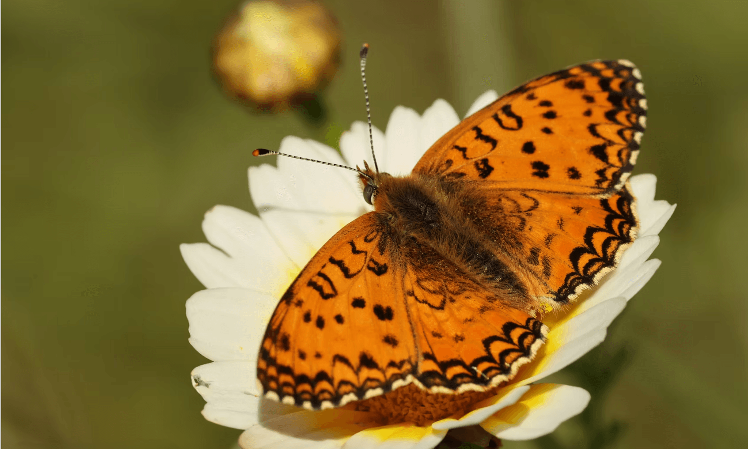 Fritilária-do-Sul