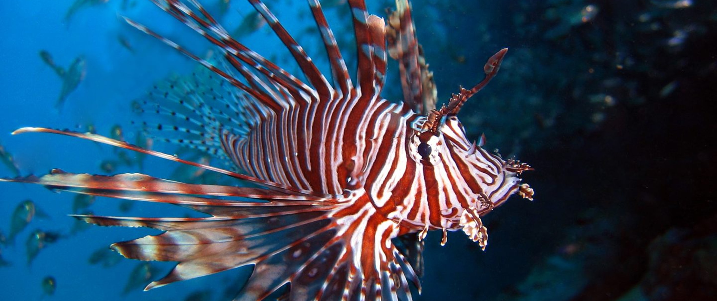 LIFE INVASAQUA